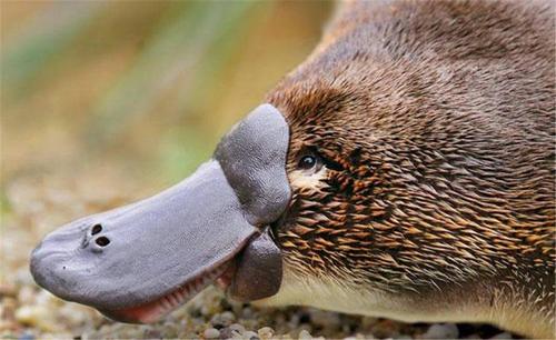 在千万年的时间里鸭嘴兽似乎停止了进化它是怎么生存下来的