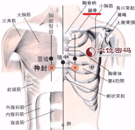 肩膀上的那根骨头叫什么