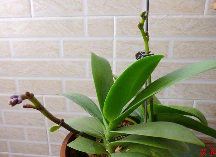 蝴蝶兰开花前的图片和形状
