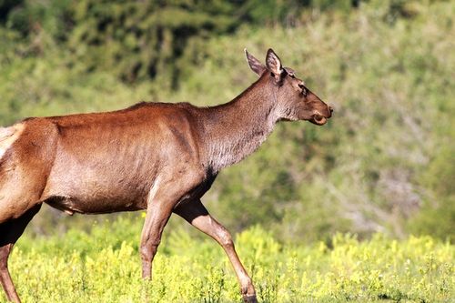 马鹿(cervus elaphus)