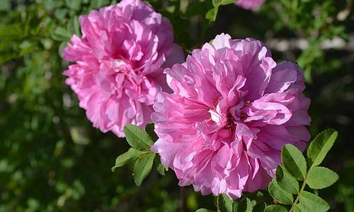 【花名册】送春归,十六夜蔷薇