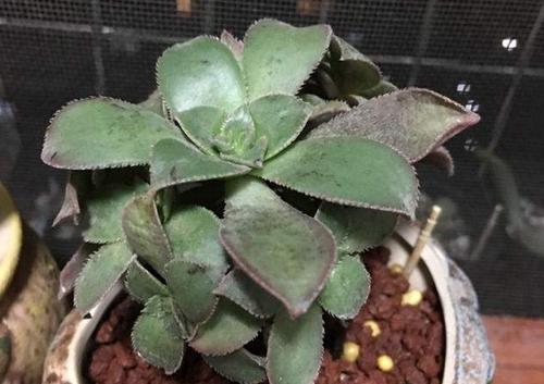 刚入手的多肉艳日辉叶片上的黑斑是擦伤还是烟煤病?要