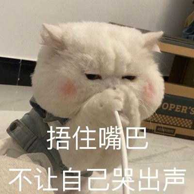 猫卡通搞笑带字头像大全