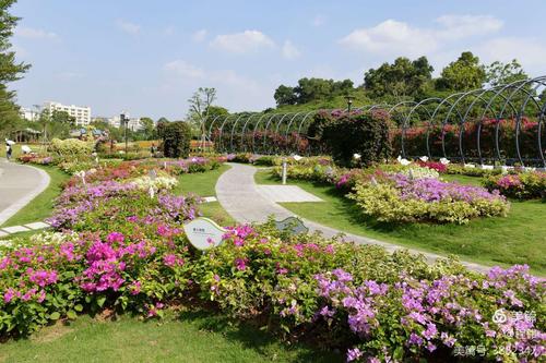 而在这座以簕杜鹃为主题的公园内种植了118种不同品种的簕杜鹃花,其中