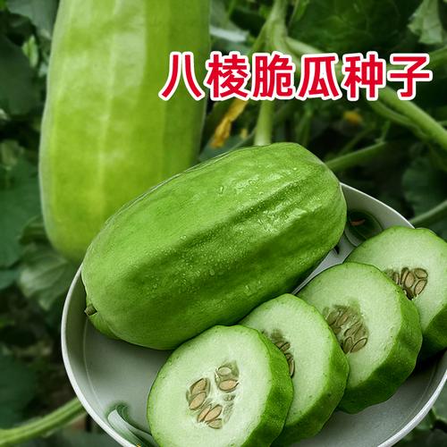 八棱脆瓜种籽黄河脆瓜种春秋秋季梢瓜水果种子家庭园艺种子