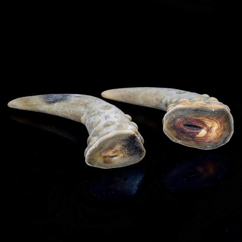 佚名 精品射天角一对