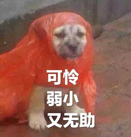 可怜弱小又无助狗子穿红色雨衣狗子无助雨衣弱小可怜表情