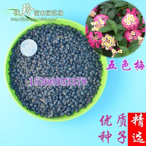 批发2016年新种子五色梅种子绿化盆景马缨丹大红绣球五彩花包邮