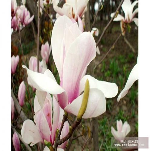 山东3公分二乔玉兰基地