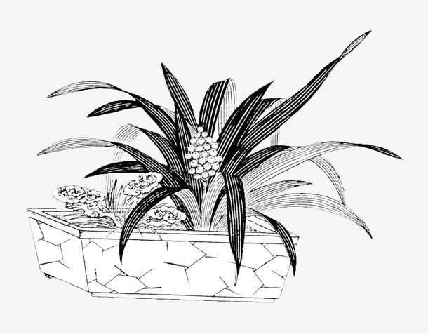 关键词 : 花卉线稿,白描,手绘,花盆,花朵