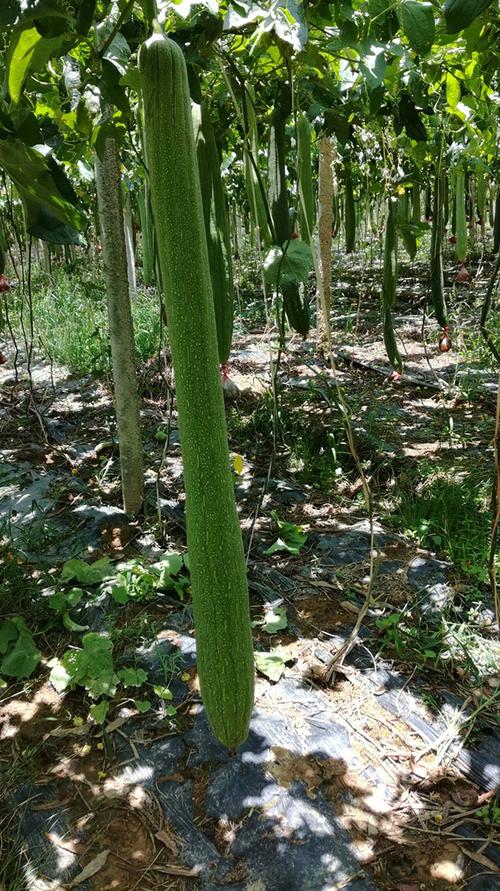 怎么种植丝瓜丝瓜苗种植方法