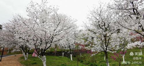 2020.3绿野山庄赏樱花
