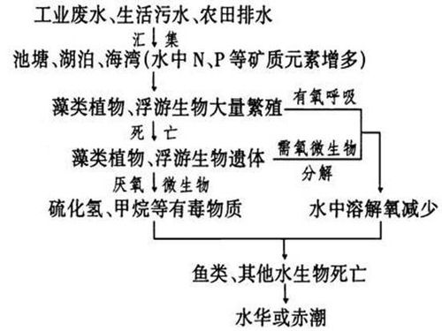 水体富营养化和轻度污染的不同
