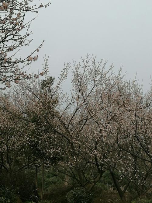 初春时节,大邑雾山大坪,乌梅花的盛宴.