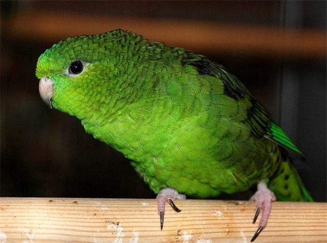 小巧可爱迷人的绿色横斑鹦鹉图片分享