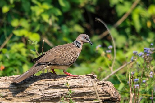 珠颈斑鸠 第238期
