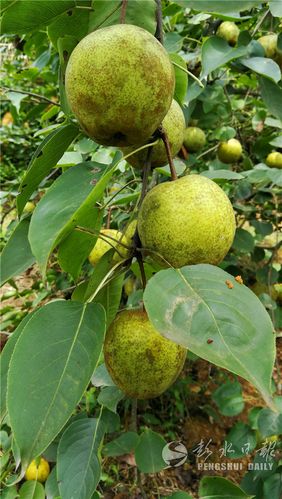 清甜爽口 本地梨子上市
