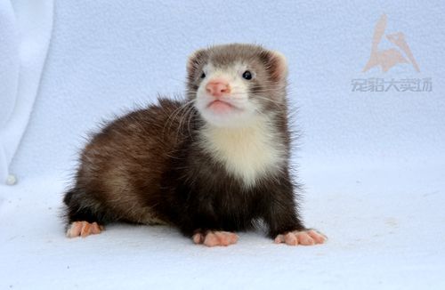 特价貂活体_*围脖色*安哥鲁安格鲁宠物貂 雪貂 活体 视频选貂 毛色