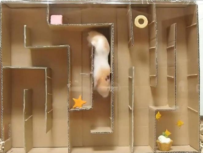 笨笨的仓鼠为了食物竟然智商破表,穿过重重迷宫找吃的