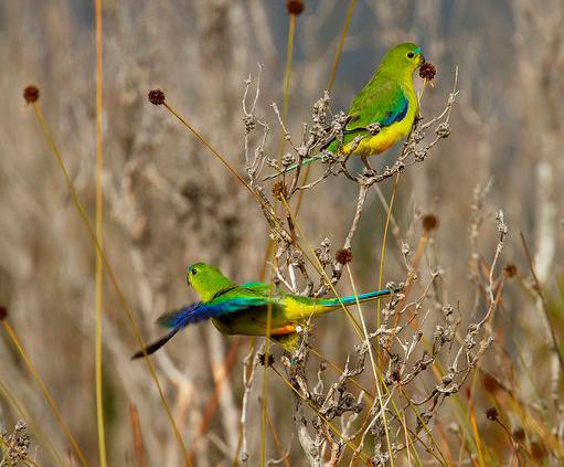 chrysogaster),又名 a target="_blank" href="/item/黄腹长尾鹦鹉