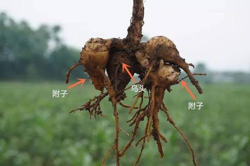 关于"附子" 附子 别名 草乌,盐乌头,鹅儿花,铁花,五毒 来源 毛茛科