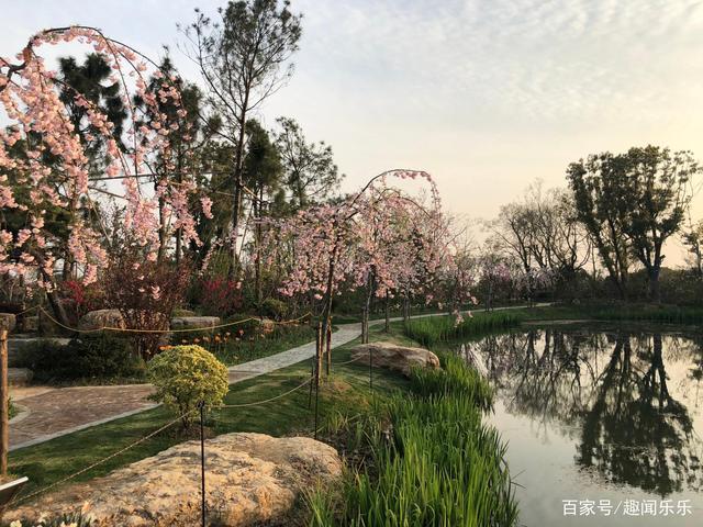 溧水三叶园林梦华苑,3月底才是赏花的最佳期,摄影爱好