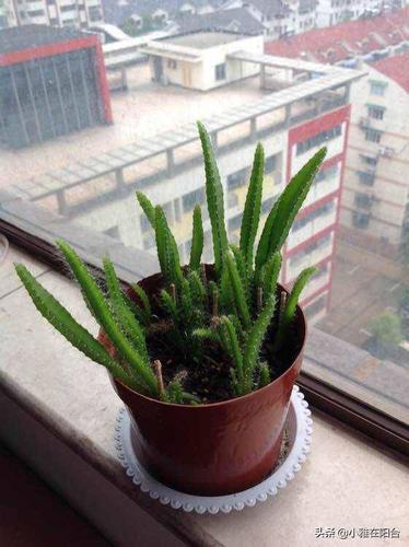 火龙果盆栽的种植方法