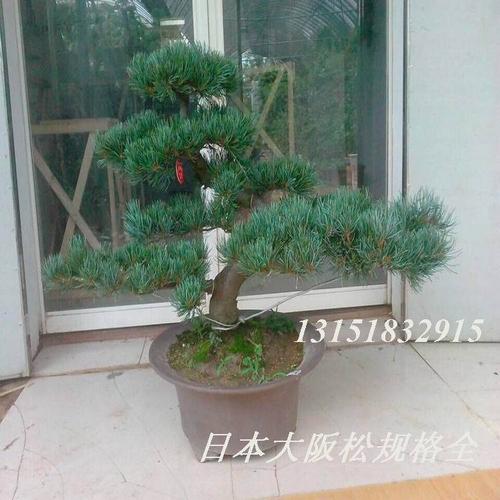恋馨坊供应 日本大阪松盆景 金针大阪松盆景 五针松盆景 规格全