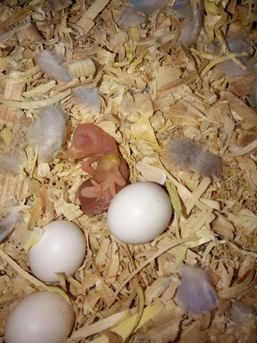 我养的特色鹦鹉(副本)