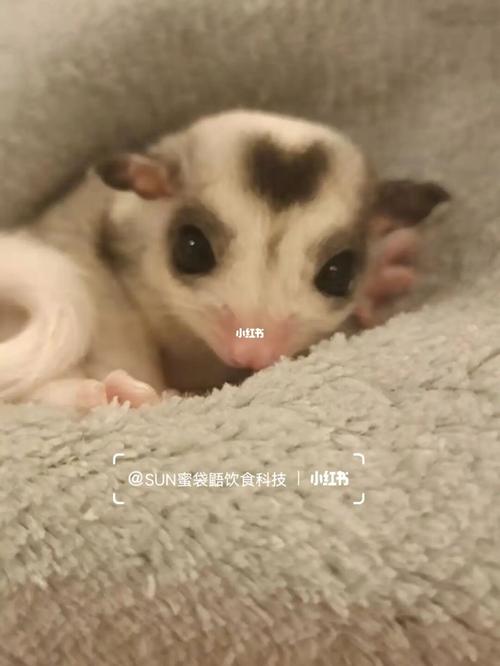 北京花姐蜜舍出一只超级乖的奶蜜桃心马赛克_蜜袋鼯_蜜袋鼯新手_宠物