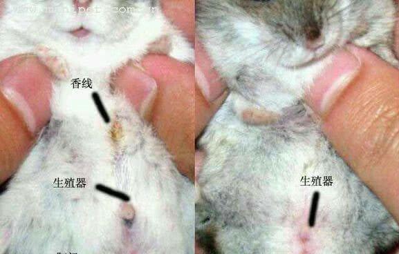 魔王松鼠公母分辨技巧,看这三个地方肯定不会判断错