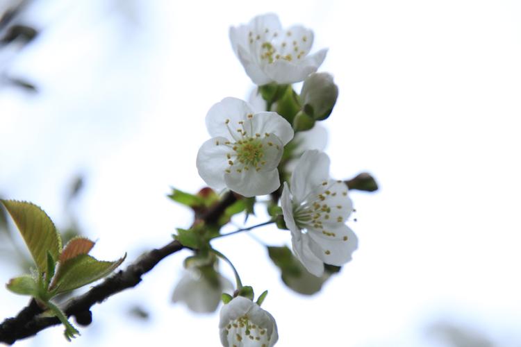 通往春天的路,樱花,梅花,李花,樱桃花,杏花,桃花,榆钱,杨柳依依