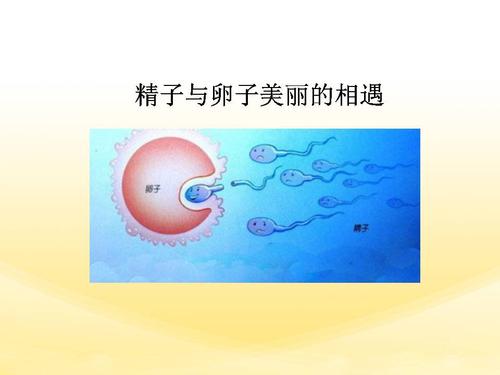 精子与卵子的美丽相遇