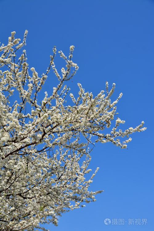 白甜樱桃花树
