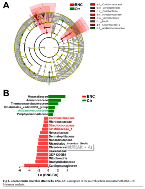 α-多样性分析显示,bnc组observed species指数和chao1指数,shannon