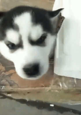 二哈托运,到达时狗头钻破纸箱,网友:最多一天,再不来