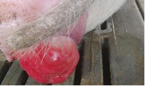 母猪子宫及产道脱出