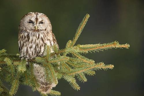 猫头鹰家族漫谈三林鸮属