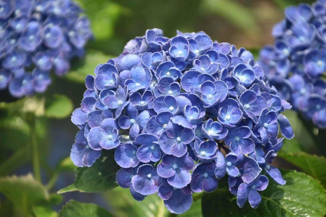 绣球季▏60余种绣球花如果你只看过1种真的太可惜了