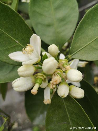 桔子花又开,朵朵都精彩