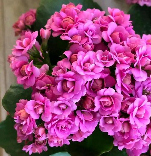 2022年最火的22个长寿花品种每个都好看重瓣的单瓣的都有