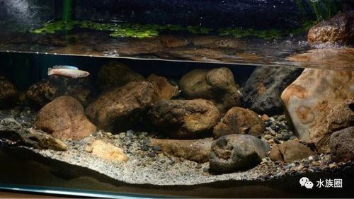 送给您的雷龙原生缸造景参考!