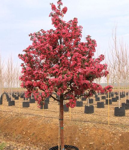 [转载]几个比较有发展前途的苗木品种