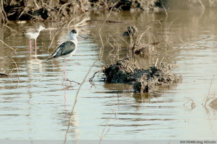 白洋淀寻鸟儿 黑翅红腿鹬