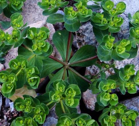 静萱筛选野生泽漆500克猫眼草新鲜干猫儿眼睛草