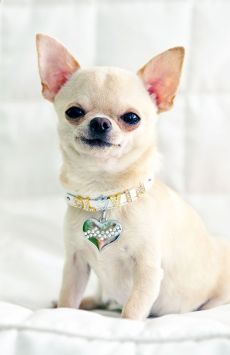 吉娃娃图片 动物狗图片 超小型犬图片大全