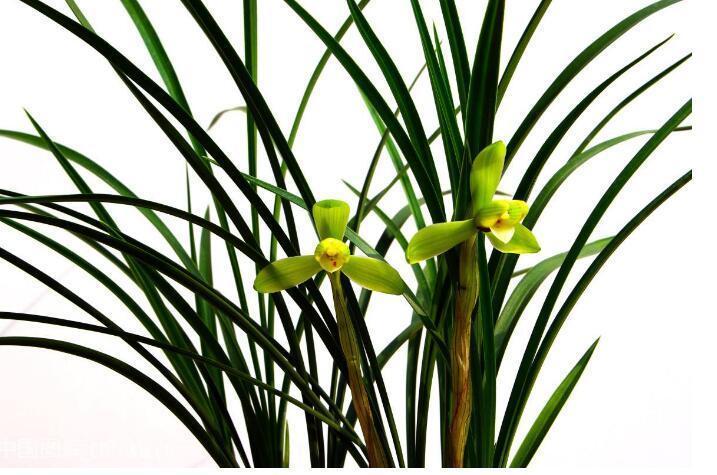 兰花的种植方法和5个注意事项