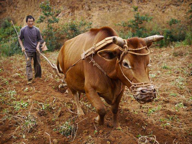 东方《品语亭》诗社| 老黄牛,生命最后的悲歌 文/岁月