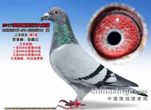 盖比-山西云祥轩-中信网爱鸽商城