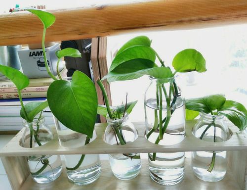 水培绿萝